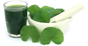 Cách chữa sẹo lồi hiệu quả bằng rau má-2